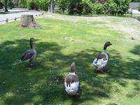 Trois oies