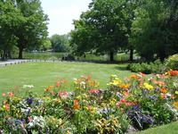 Parterre de fleurs