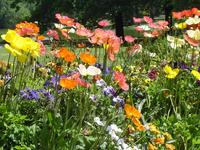 Pavots multicolores