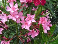 Rose-bay