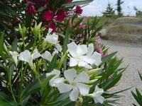 Rose-bay