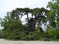 Lebanon cedar