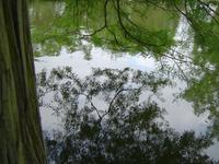 Under a bald cypress