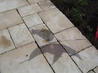 Cock shadow