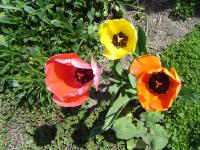 Three tulips