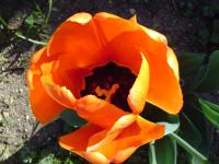 Sun bathed tulip