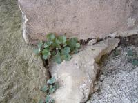 in the rocks