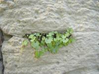 plants on a stone wall