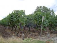 Grapevine of Chateau Baudan (Listrac-Medoc)