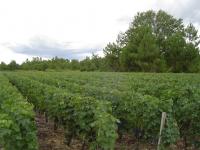 Grapevine of Chateau Baudan (Listrac-Medoc)