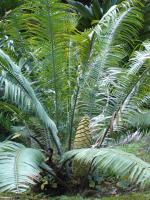 Botanical garden of Lisboa