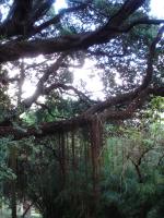 Botanical garden of Lisboa