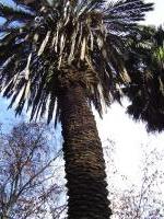 Botanical garden of Lisboa