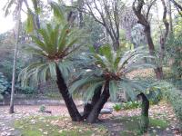 Botanical garden of Lisboa